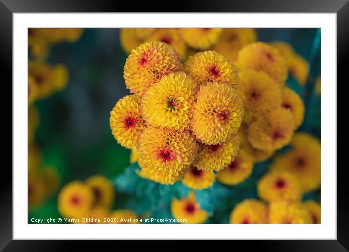 Yellow chrysanthemums close up in autumn Sunny day Framed Mounted Print by Mariya Obidina