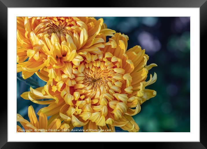 Yellow chrysanthemums close up Framed Mounted Print by Mariya Obidina