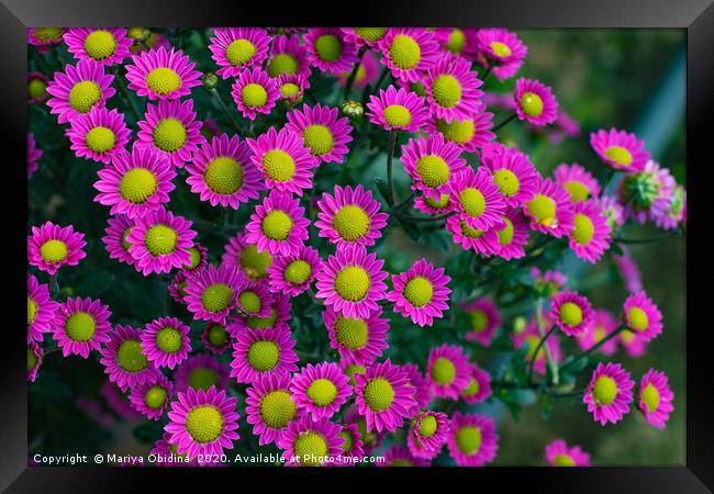Pink chrysanthemums  Framed Print by Mariya Obidina