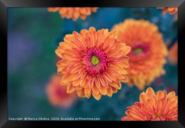 Orange chrysanthemums close up Framed Print by Mariya Obidina