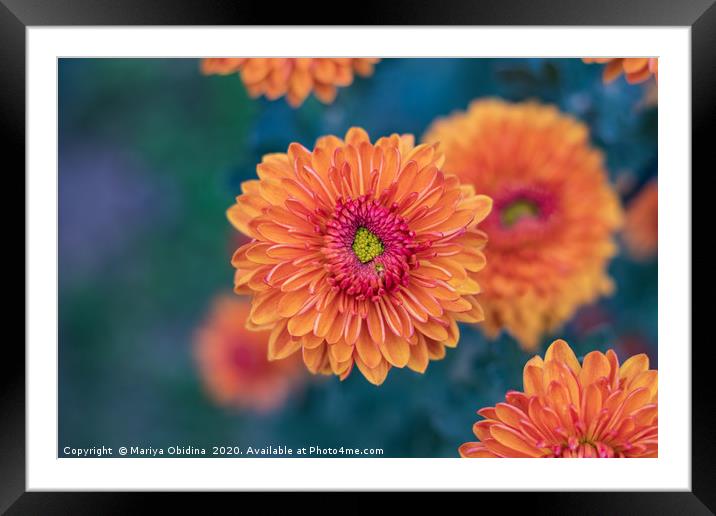 Orange chrysanthemums close up Framed Mounted Print by Mariya Obidina