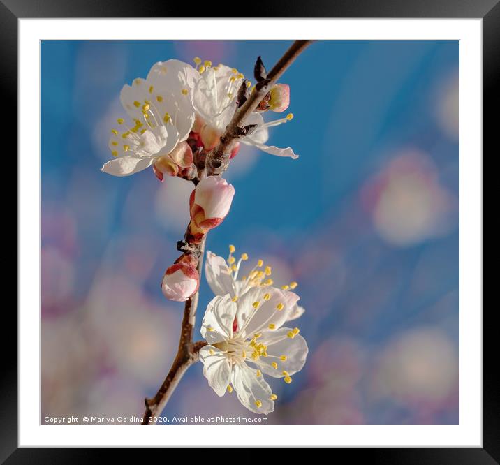 Springtime. Flowering branch of an almond tree Framed Mounted Print by Mariya Obidina