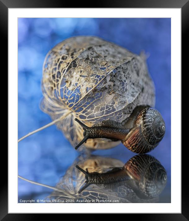 Snail macrophotography Framed Mounted Print by Mariya Obidina