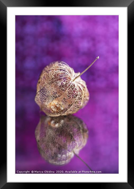 Dry fruit of physalis on a purple background. Macr Framed Mounted Print by Mariya Obidina