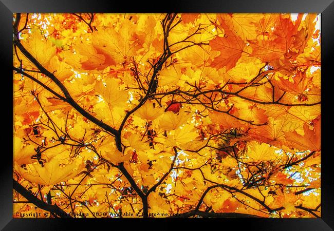 Golden Maple Framed Print by Mariya Obidina