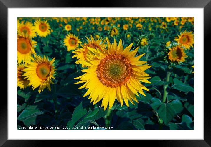 Field of sunflowers Framed Mounted Print by Mariya Obidina