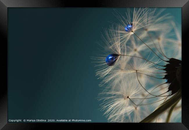 Blue Drops Framed Print by Mariya Obidina