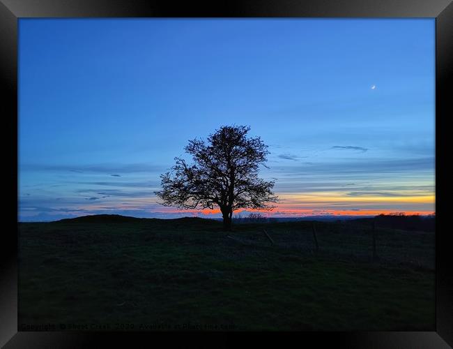 My Favourite Tree at Sunset Framed Print by Shoot Creek