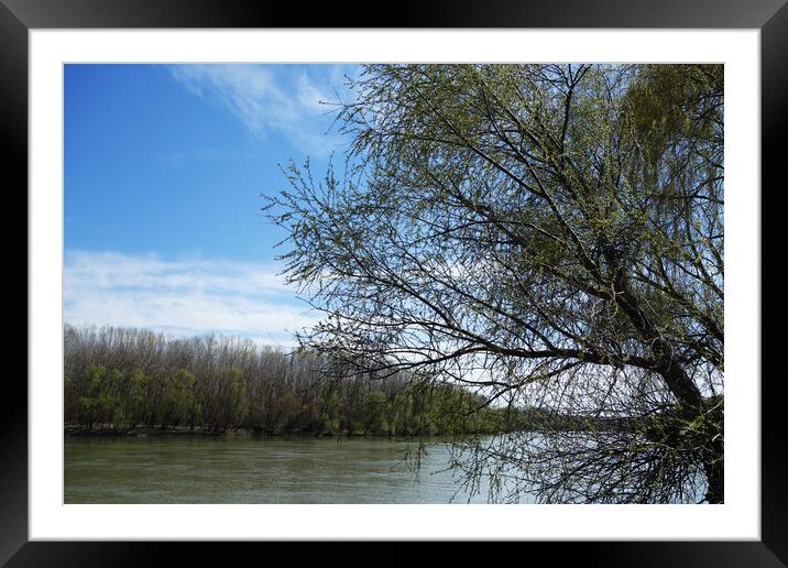 Spring on the banks of the Borcea arm Framed Mounted Print by liviu iordache