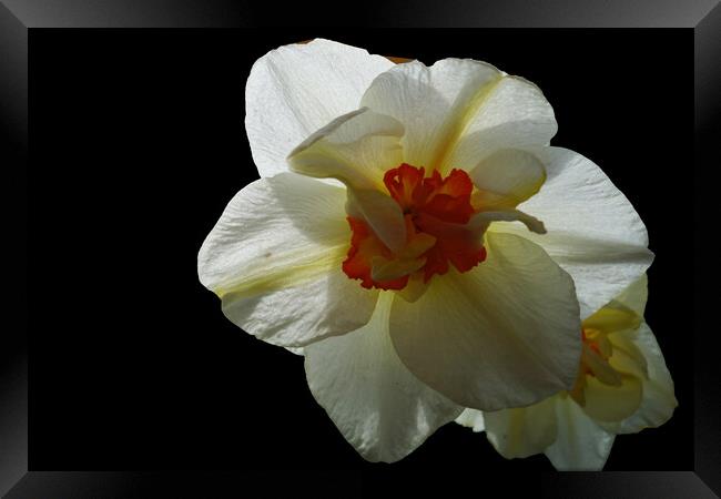 The insistent scent of daffodils Framed Print by liviu iordache