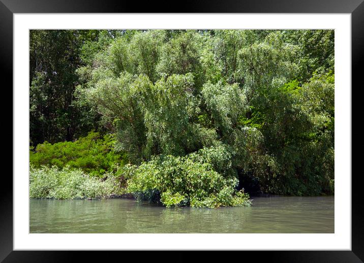 Spring vegetation on the shores of the Borcea arm Framed Mounted Print by liviu iordache