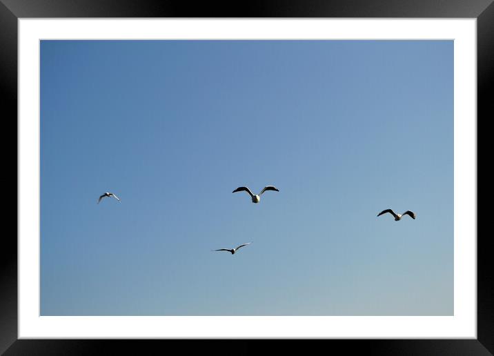 A flock of seagulls flying in the sky Framed Mounted Print by liviu iordache