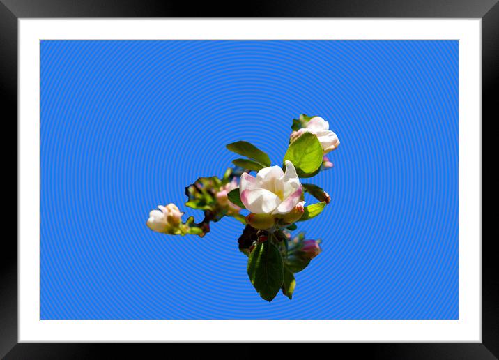           Apple blossoms spendide in the fresh sp Framed Mounted Print by liviu iordache
