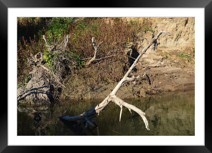 Dry tree in the river Framed Mounted Print by liviu iordache