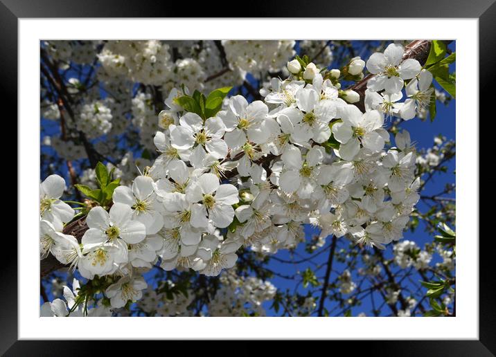 Spring picture with blossoming cherry branches Framed Mounted Print by liviu iordache