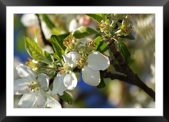 Spring picture with flowering apple branches Framed Mounted Print by liviu iordache