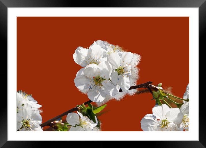 Flowering cherry branches on a stylized red backgr Framed Mounted Print by liviu iordache