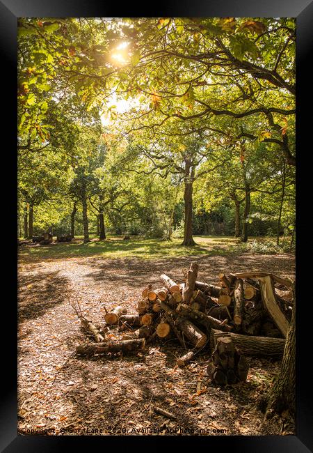 Hockley Woods Framed Print by Gary Lane