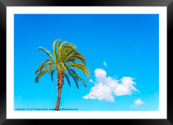beautiful spreading palm tree on the beach, exotic plants symbol of holidays, hot day, big leaves Framed Mounted Print by Q77 photo