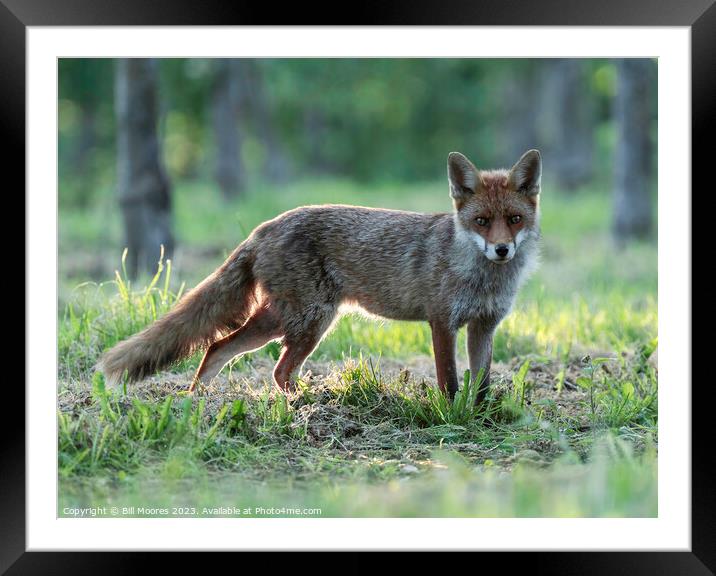 Good evening Mr Fox Framed Mounted Print by Bill Moores