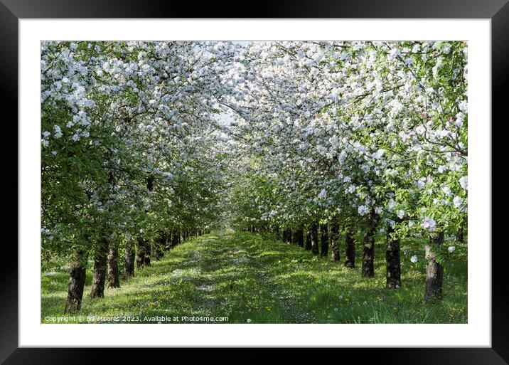 Apple Orchard in Bloom Framed Mounted Print by Bill Moores