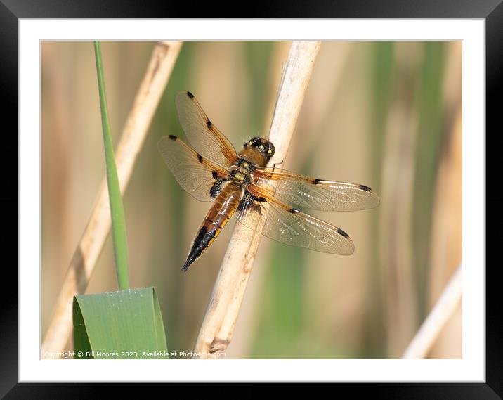 Four spotted chaser Framed Mounted Print by Bill Moores