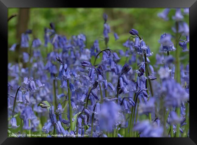 Beautiful British Bluebells Framed Print by Bill Moores