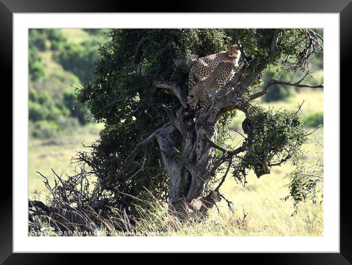 Young Cheetahs in tree Framed Mounted Print by Bill Moores