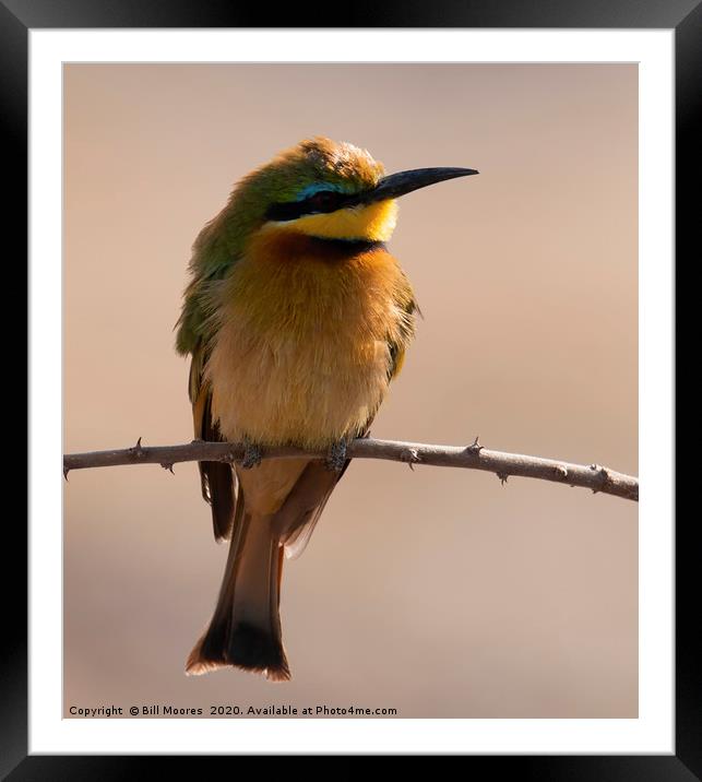 Lone Little Bee-Eater Framed Mounted Print by Bill Moores