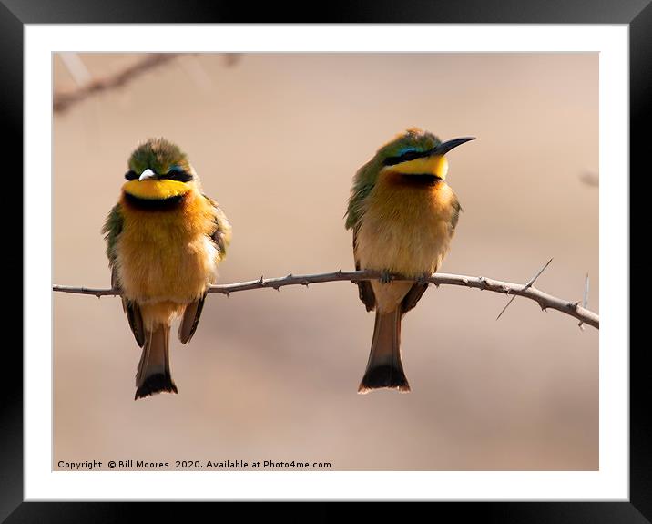 Little Bee-Eater pair Framed Mounted Print by Bill Moores