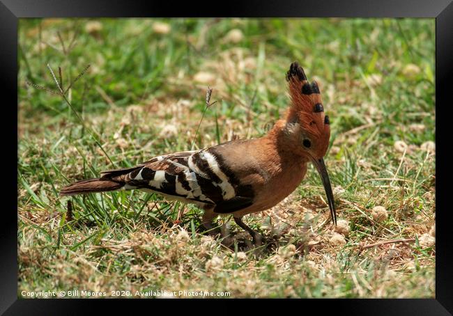 Crested Hoopoe Framed Print by Bill Moores
