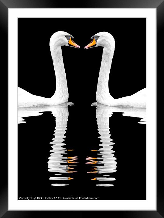 Swan Reflection Framed Mounted Print by Rick Lindley