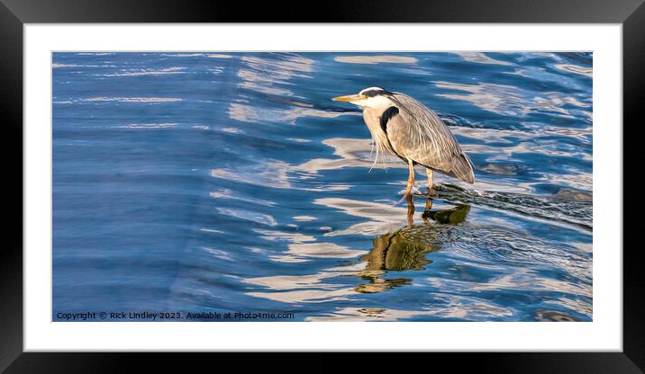 Weir Fishing Framed Mounted Print by Rick Lindley