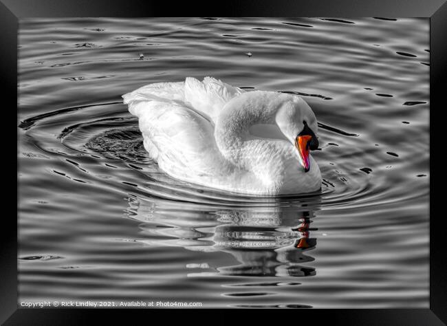 The Swan Framed Print by Rick Lindley