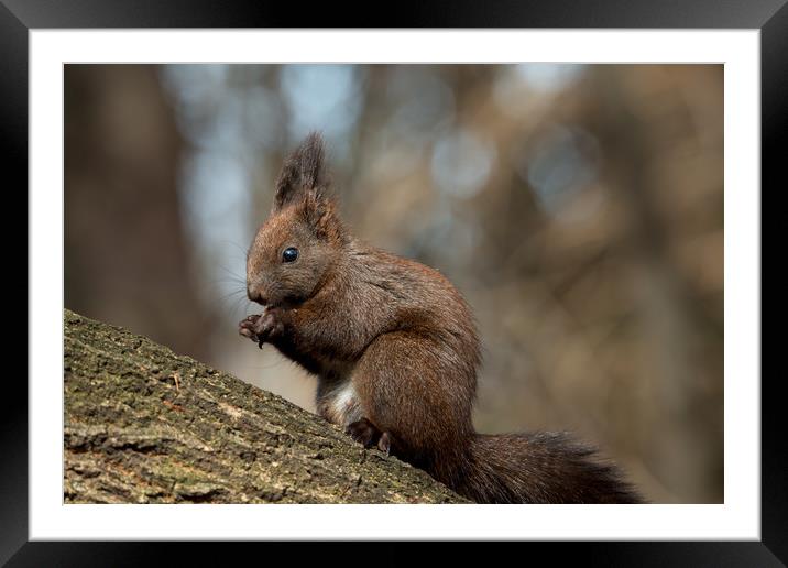 Cute brown forest squirrel sitting on a tree. Framed Mounted Print by Anahita Daklani-Zhelev