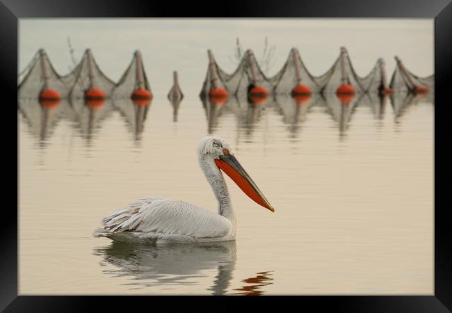 Pelican swimming in a lake with fishing nets. Framed Print by Anahita Daklani-Zhelev