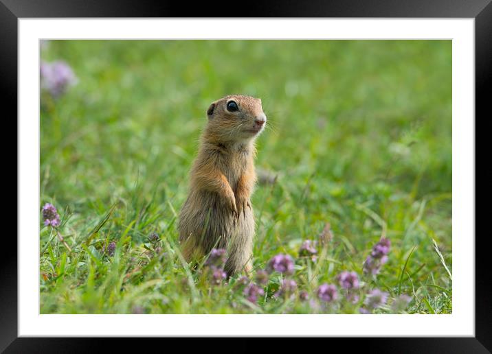 Cute European ground squirrel on grass and wildflo Framed Mounted Print by Anahita Daklani-Zhelev
