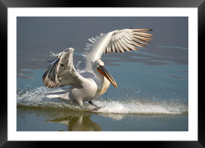 Dalmatian Pelican landing in the blue lake  Framed Mounted Print by Anahita Daklani-Zhelev