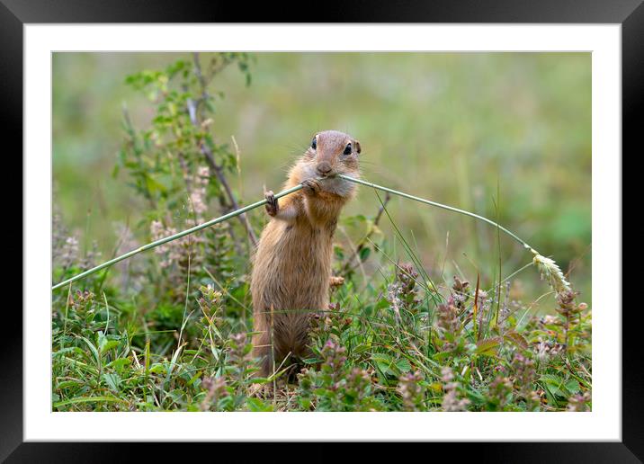 European ground squirrel eating in the grass Framed Mounted Print by Anahita Daklani-Zhelev