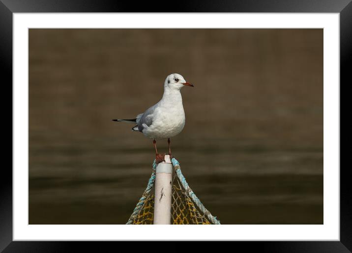 Black-headed gull bird on a fishing net post Framed Mounted Print by Anahita Daklani-Zhelev