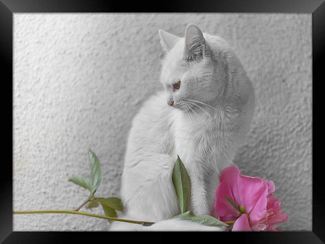White cat with pink flower  Framed Print by Jordan Jelev