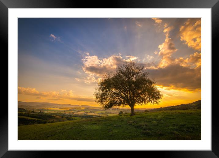 Beautifully tree on hill Framed Mounted Print by Jordan Jelev