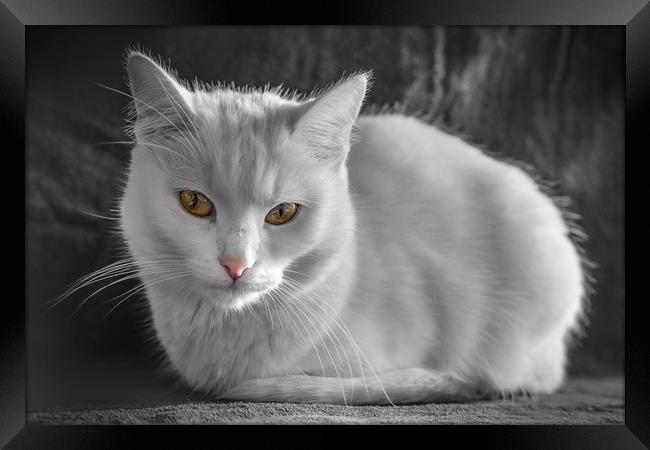 White cat with colorful eyes Framed Print by Jordan Jelev