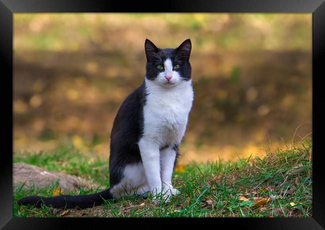 Black and white cat Framed Print by Jordan Jelev