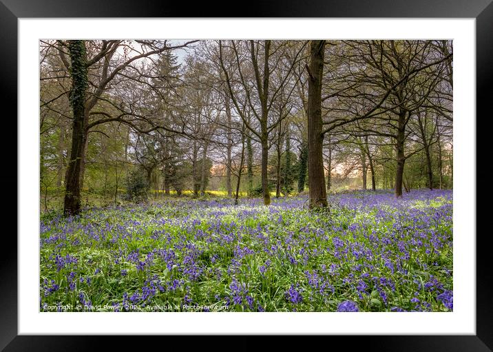 Bluebells in a Norfolk Woodland Framed Mounted Print by David Powley