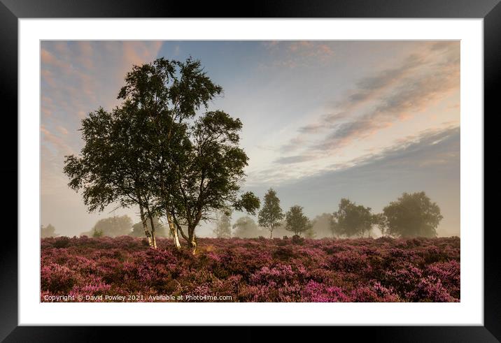 Misty Morning on Westleton Heath Framed Mounted Print by David Powley