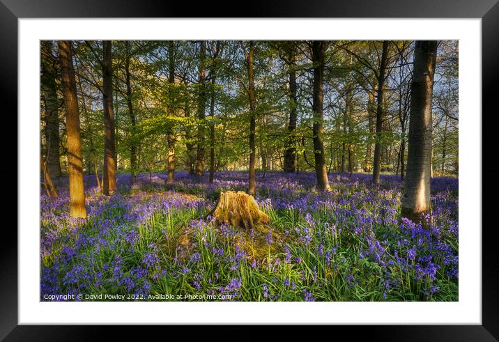 Sunrise in a Bluebell Wood Framed Mounted Print by David Powley