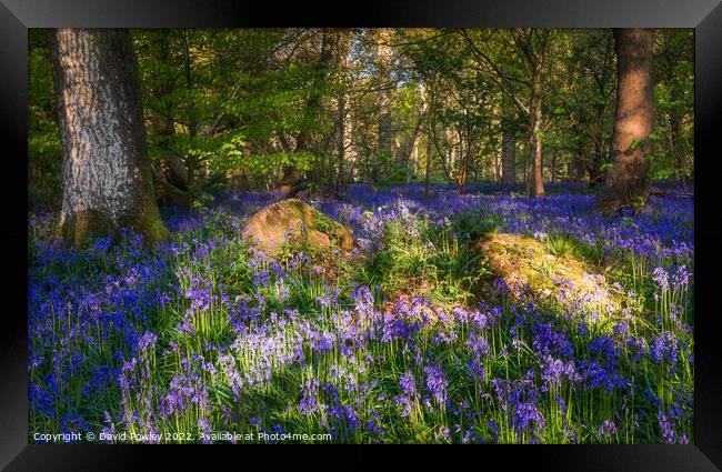 Enchanting Norfolk Bluebell Forest Framed Print by David Powley