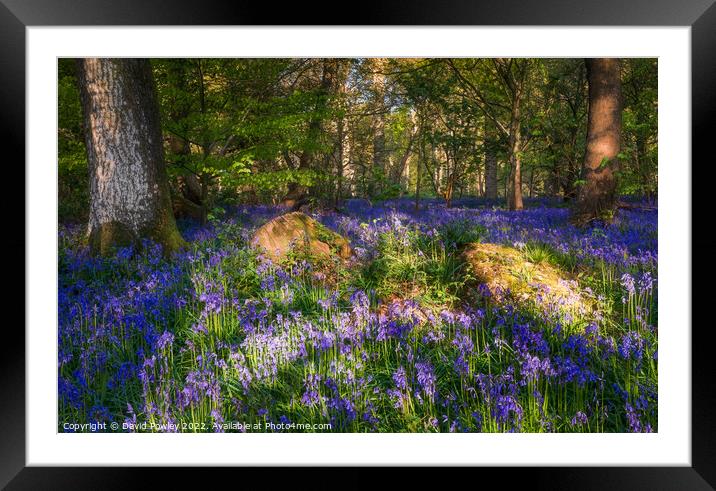 Enchanting Norfolk Bluebell Forest Framed Mounted Print by David Powley