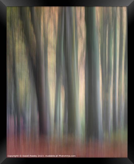 Bacton Woods ICM Framed Print by David Powley